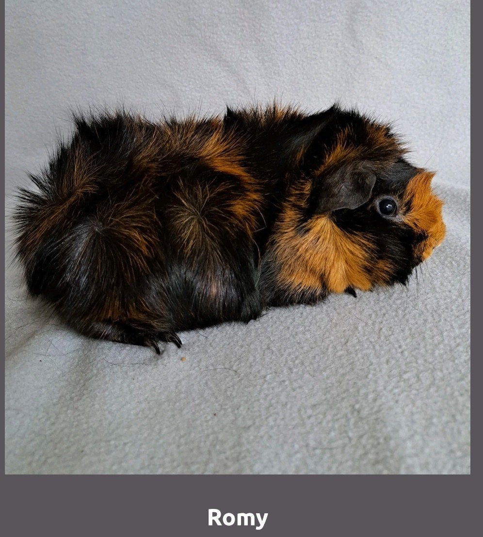 Diverse cavia zeugjes, Dieren en Toebehoren, Knaagdieren, Februari, Vrouwelijk, Cavia