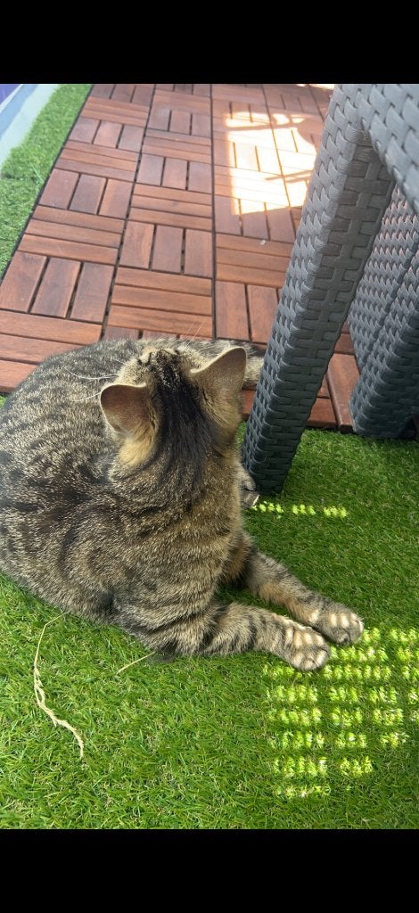 Kat SPOED OVERNEMEN, Kater, Gechipt, 3 tot 5 jaar