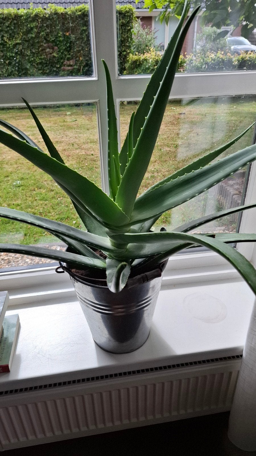 Grote Aloë Vera plant in pot, Ophalen, Overige soorten, In pot, Minder dan 100 cm