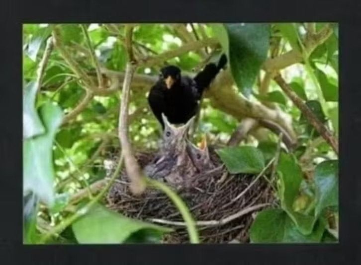 Ansichtkaart Merel Met Nest Met Jongen., Ophalen of Verzenden, 1980 tot heden, Ongelopen, Vogel