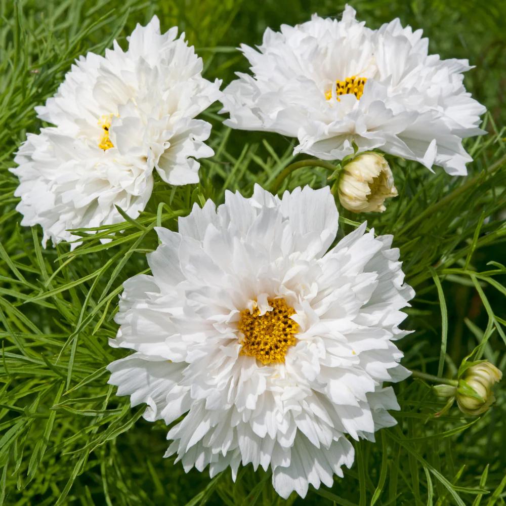 Cosmos cosmea ‘double dutch white’ plant, Ophalen, Overige soorten, Volle zon