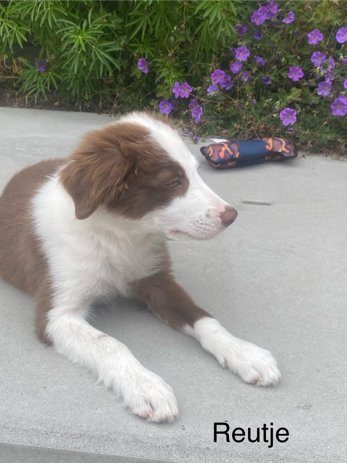 Border collie pups, België, 15 weken tot 1 jaar, Collie, Meerdere
