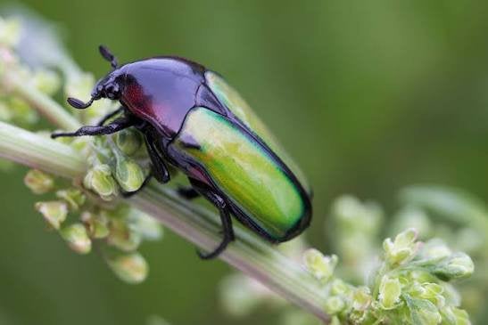 Chlorocala conjux larven, Overige soorten