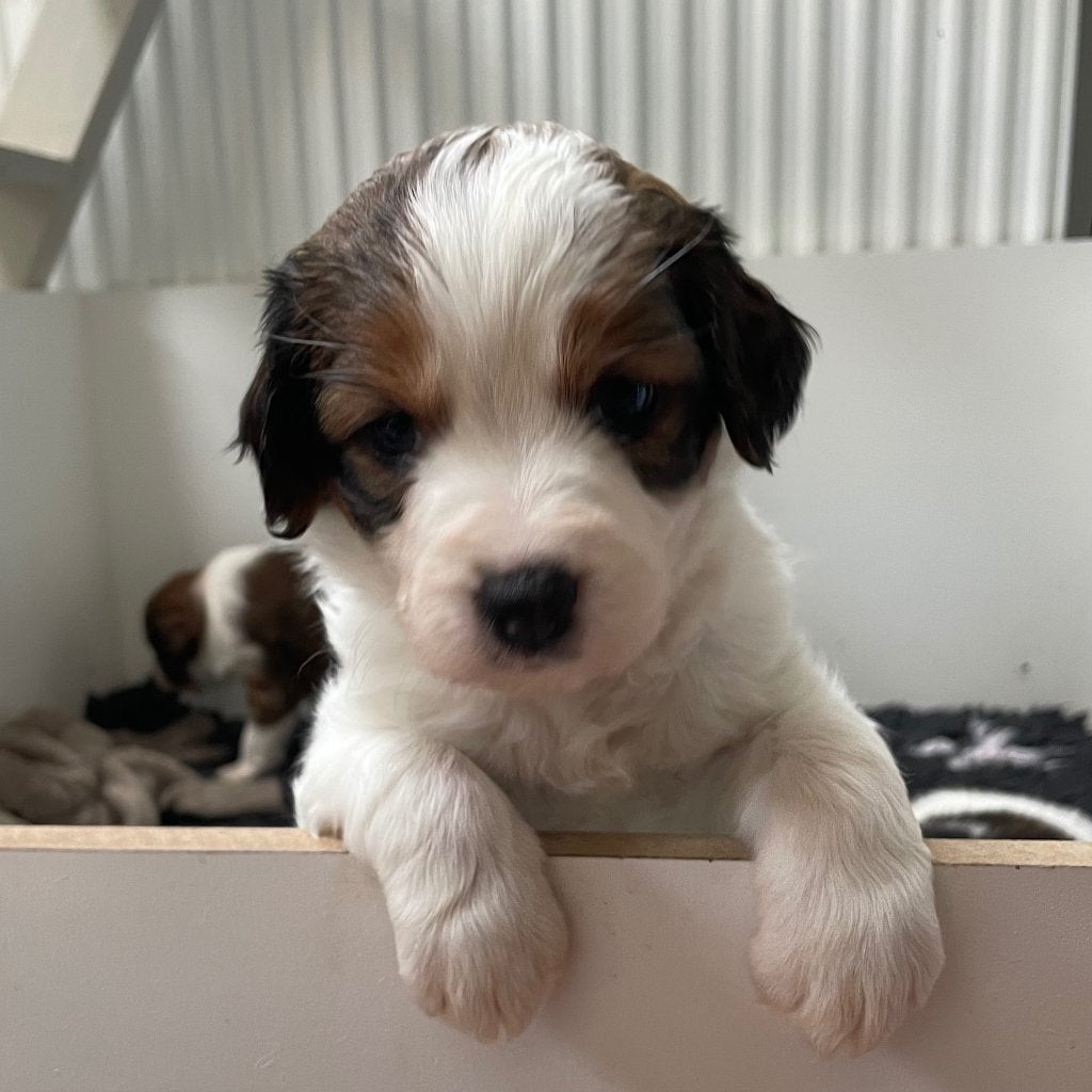 Kooiker pups, Dieren en Toebehoren, Honden | Retrievers, Spaniëls en Waterhonden, Parvo, Overige rassen, 8 tot 15 weken, Meerdere
