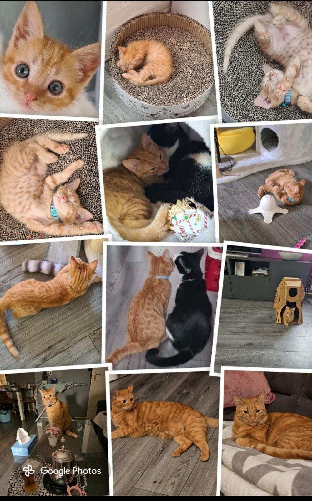 kat ter adoptie, Kater, Ontwormd, 3 tot 5 jaar