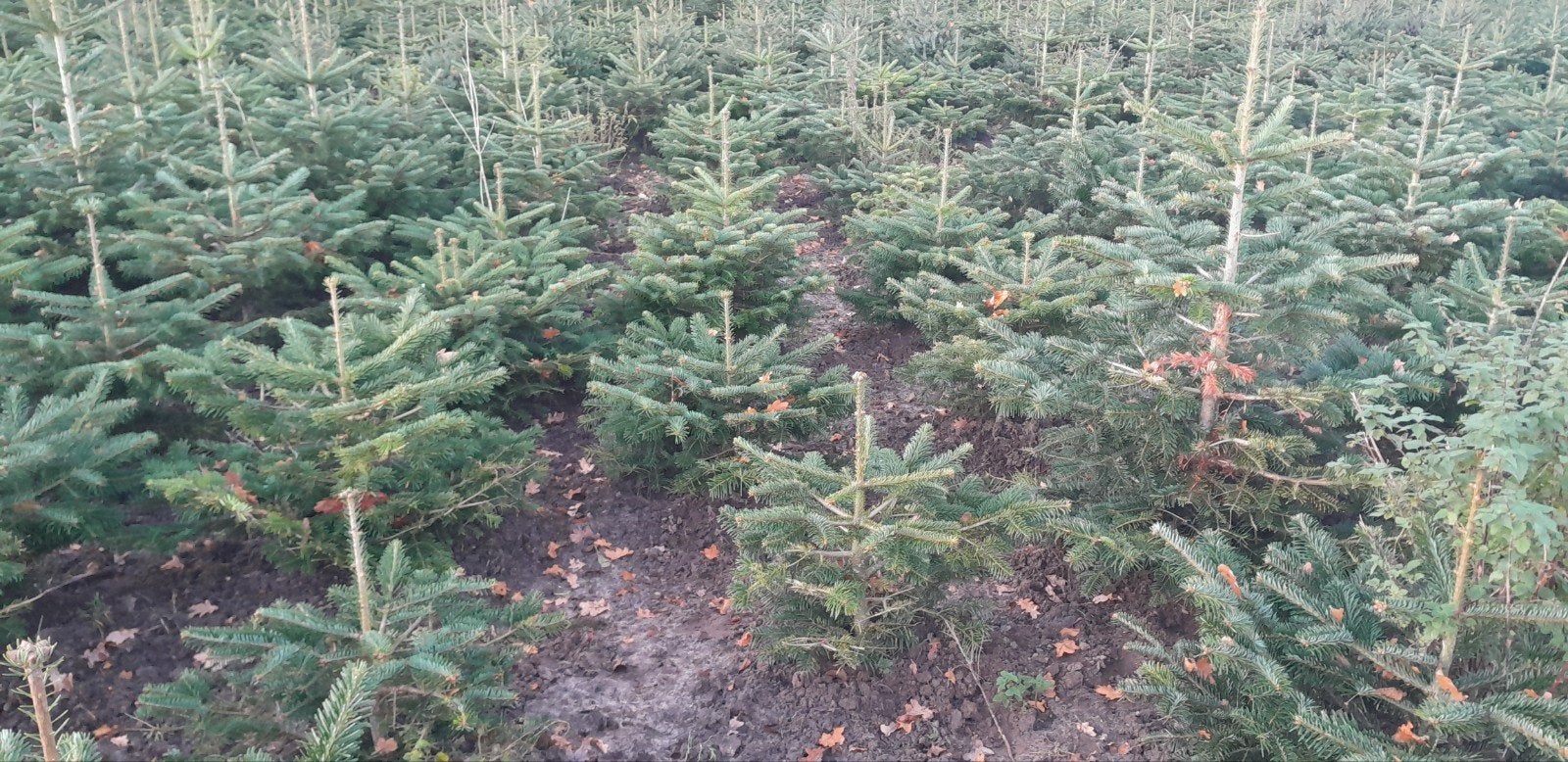 Kerstbomen, Nordmann, Omorica's, conica, Tuin en Terras, Planten | Bomen, Ophalen, 100 tot 250 cm