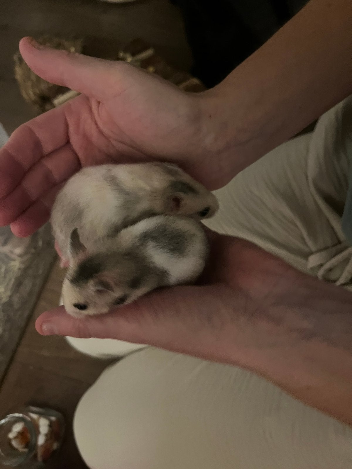 Tamme Baby goudhamsters, Dieren en Toebehoren, September, Vrouwelijk