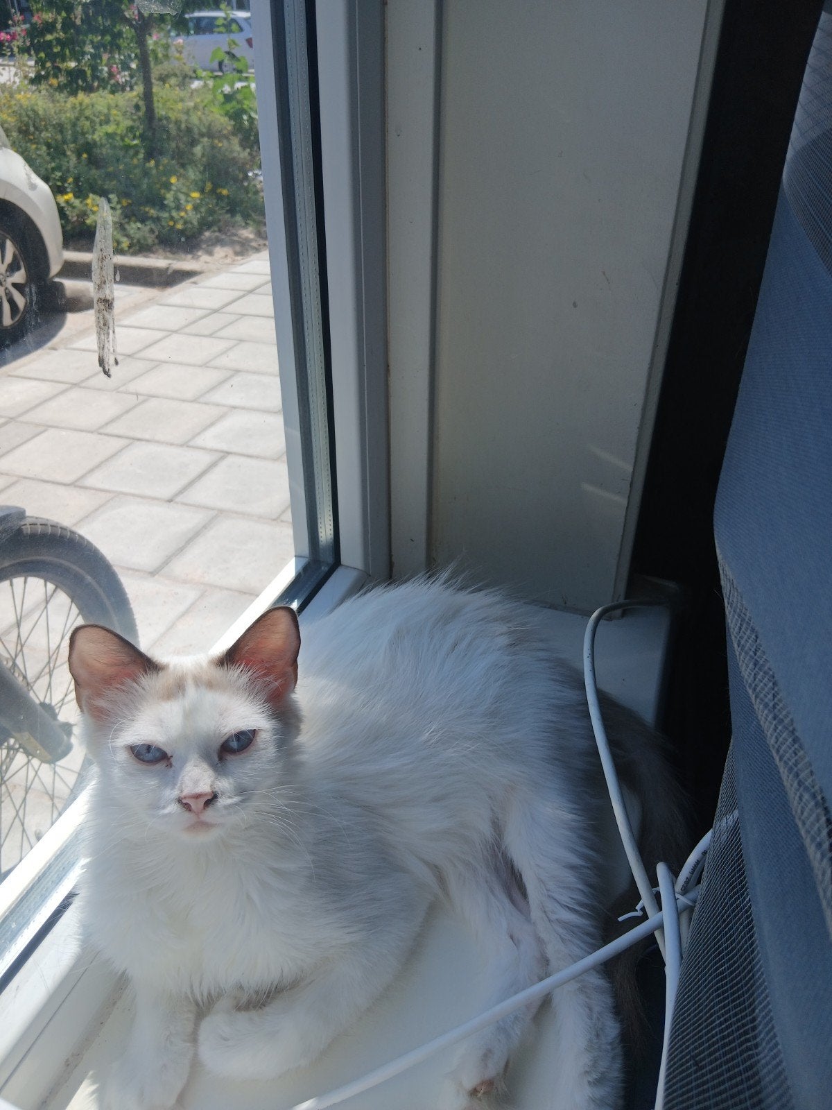 Ragdoll katten, Meerdere dieren