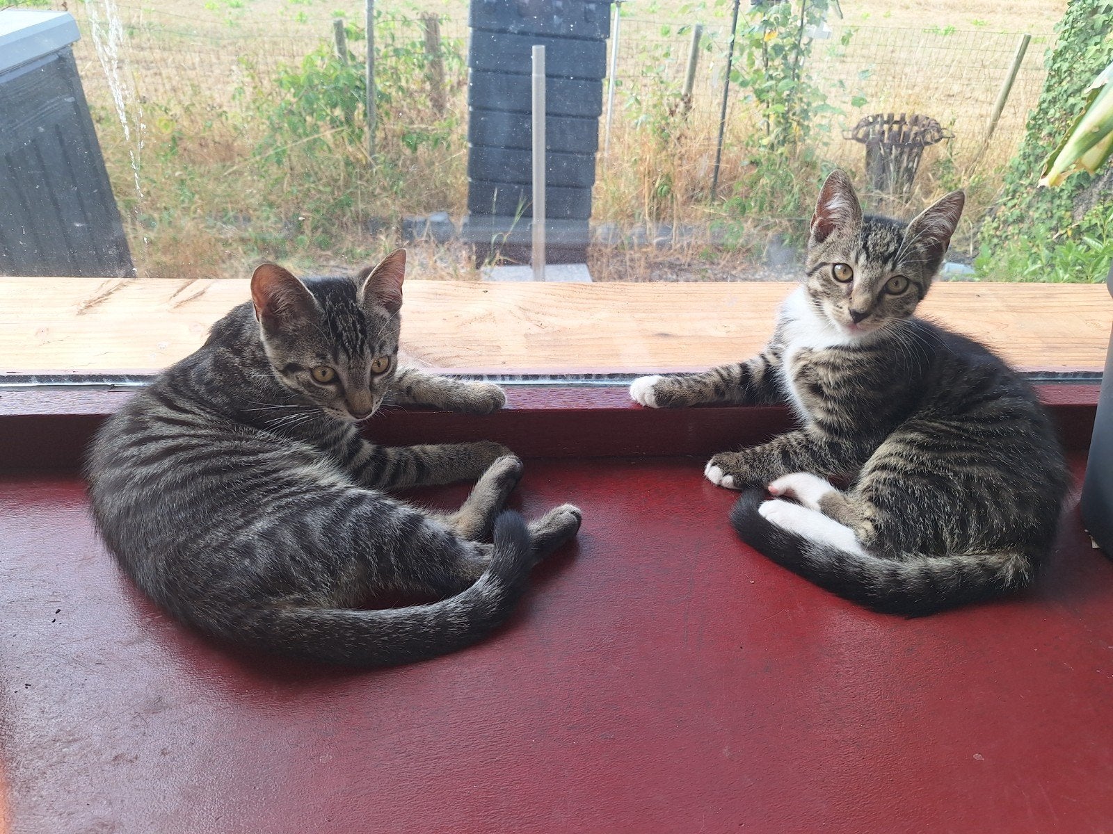 te koop twee kittens., Dieren en Toebehoren, Katten en Kittens | Overige Katten, Kater, Kortharig, 0 tot 2 jaar