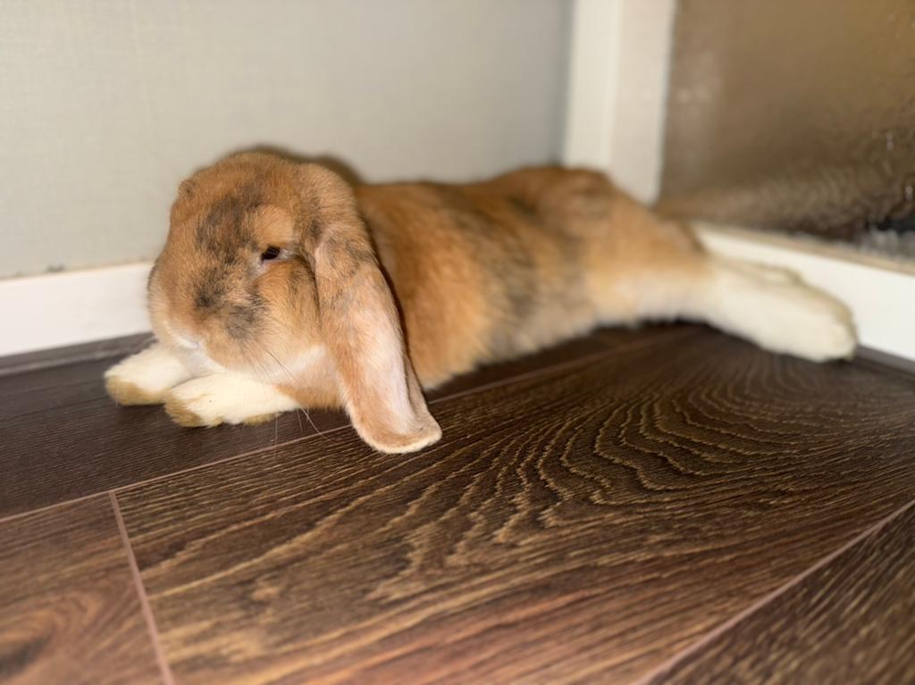 Twee lieve franse hangoren, Dieren en Toebehoren, Konijnen, Meerdere dieren, Groot, Hangoor