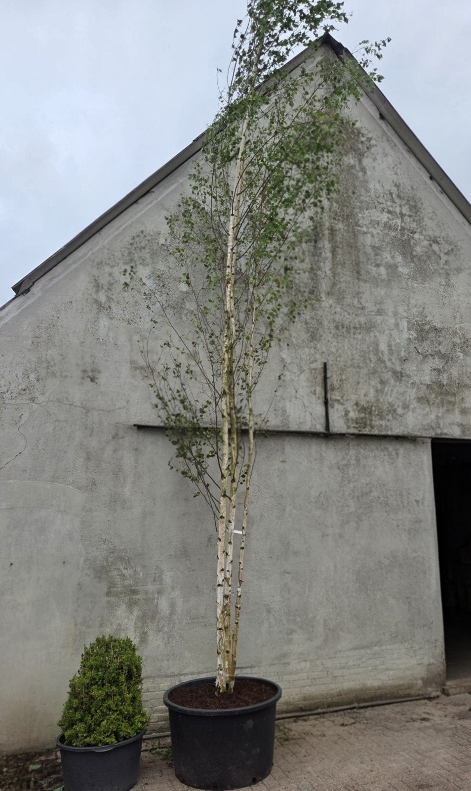 Meerstammige Berk van 5/6 meter, Tuin en Terras, Planten | Bomen, Bloeit niet, 400 cm of meer, Volle zon, In pot