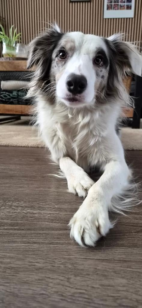 Layka, blue merle bordercollie van bijna 4 jaar oud, Dieren en Toebehoren, Honden | Herdershonden en Veedrijvers, Teef, Collie