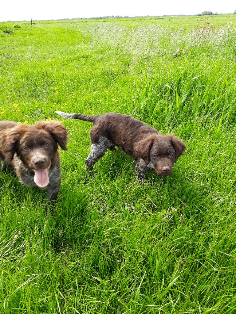 Mooie bruin schimmel Friese stabij pups( reutje en teefje), Dieren en Toebehoren, Parvo, 8 tot 15 weken, Meerdere, Meerdere dieren