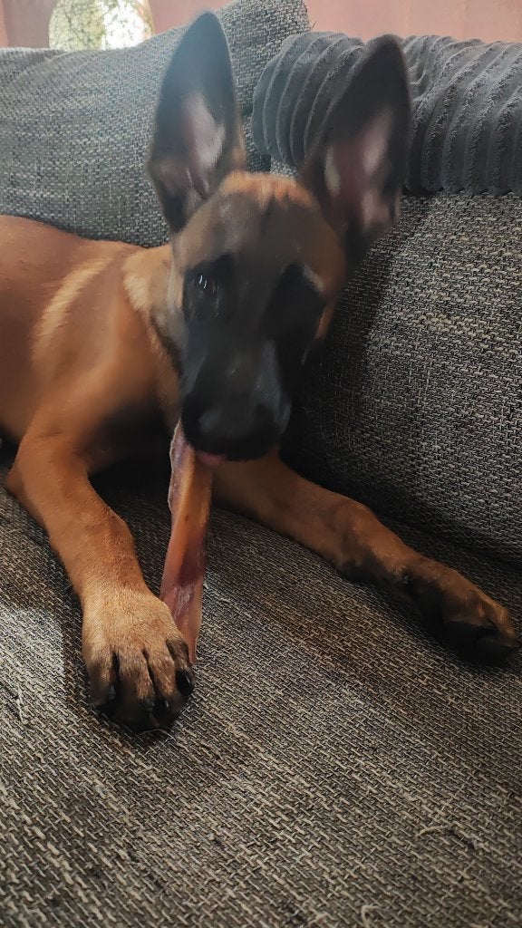 Mechelse herder pup 4 maanden oud, Dieren en Toebehoren, Honden | Herdershonden en Veedrijvers, 15 weken tot 1 jaar, Reu, Parvo