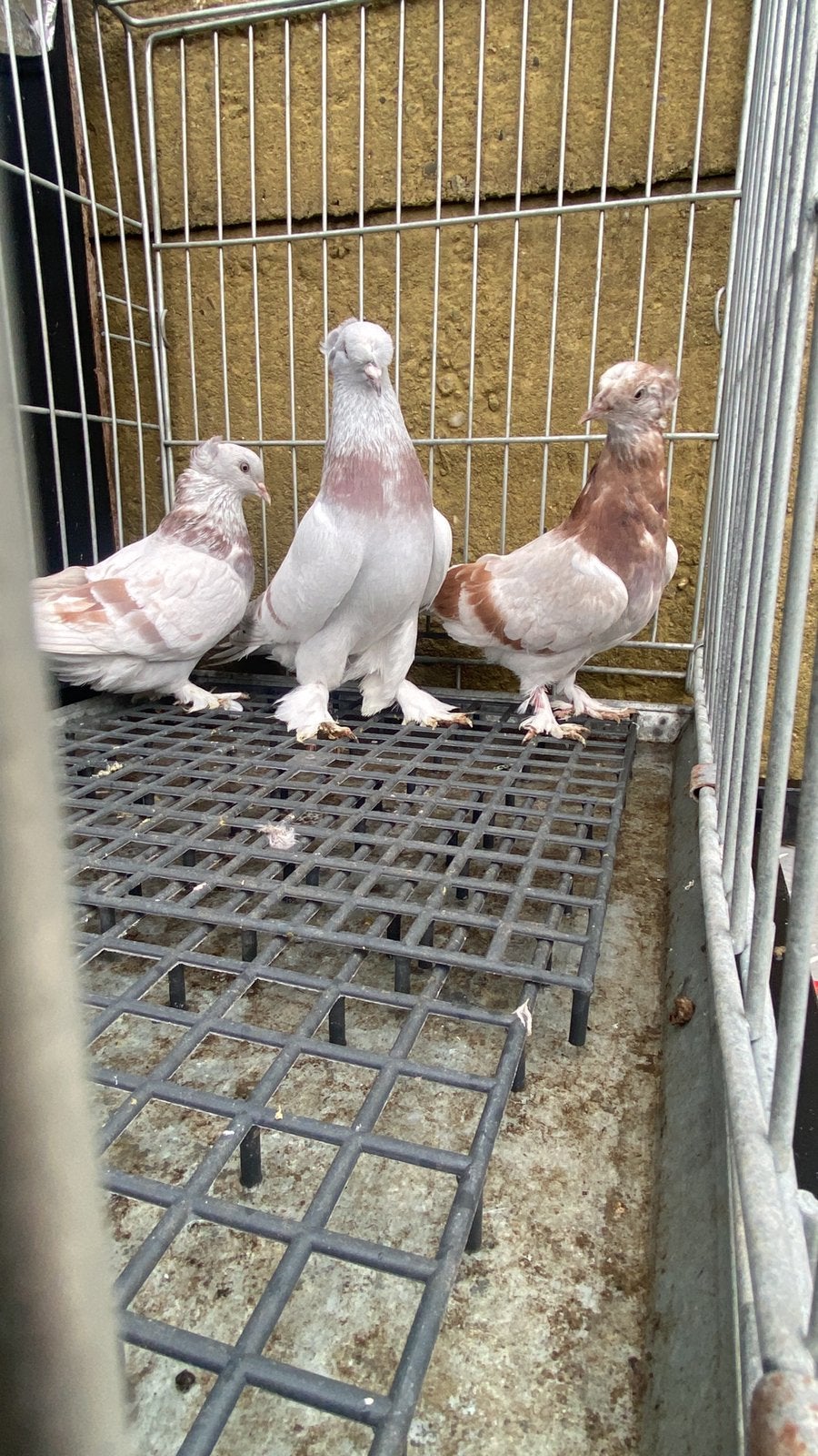 Takla sekeri, Dieren en Toebehoren, Meerdere dieren, Postduif
