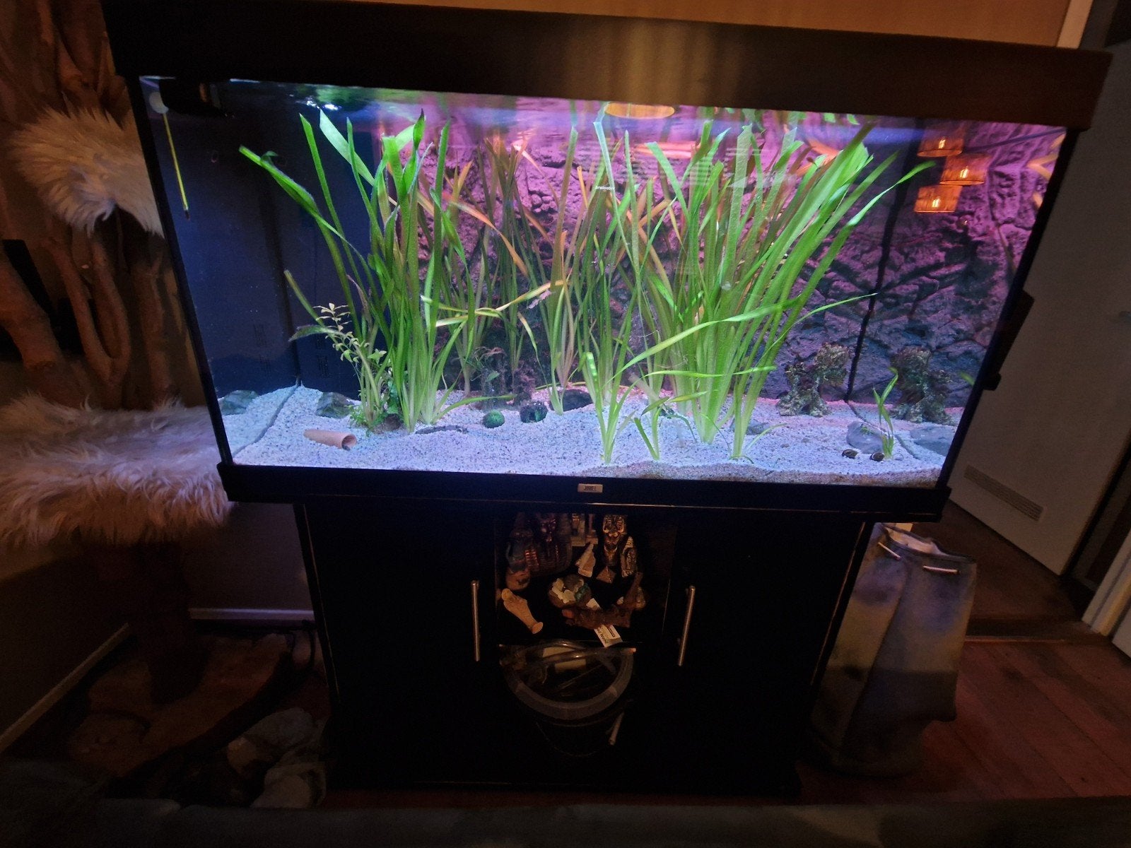 Juwel Rio 240 met Led lampen, Dieren en Toebehoren, Ophalen, Gebruikt, Gevuld zoetwateraquarium, Inclusief controller