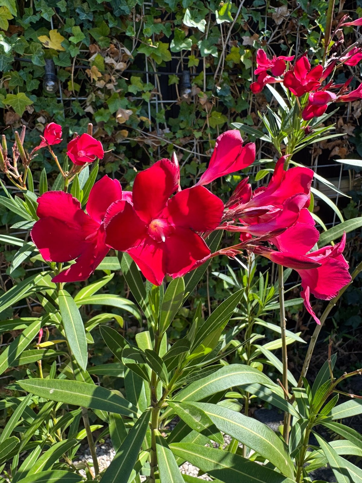 Prachtige Gróte donker roze Oleander in gróte terracotta pot, Ophalen