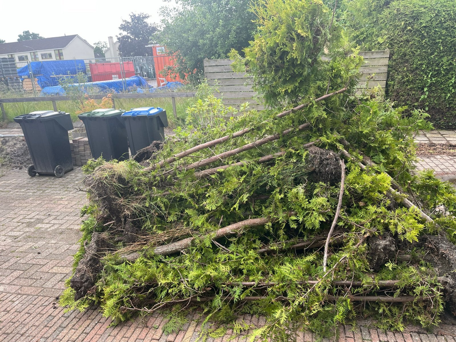 coniferen voor gratis af te halen, Tuin en Terras, Planten | Tuinplanten, Volle zon, Vaste plant, Bloeit niet, Ophalen