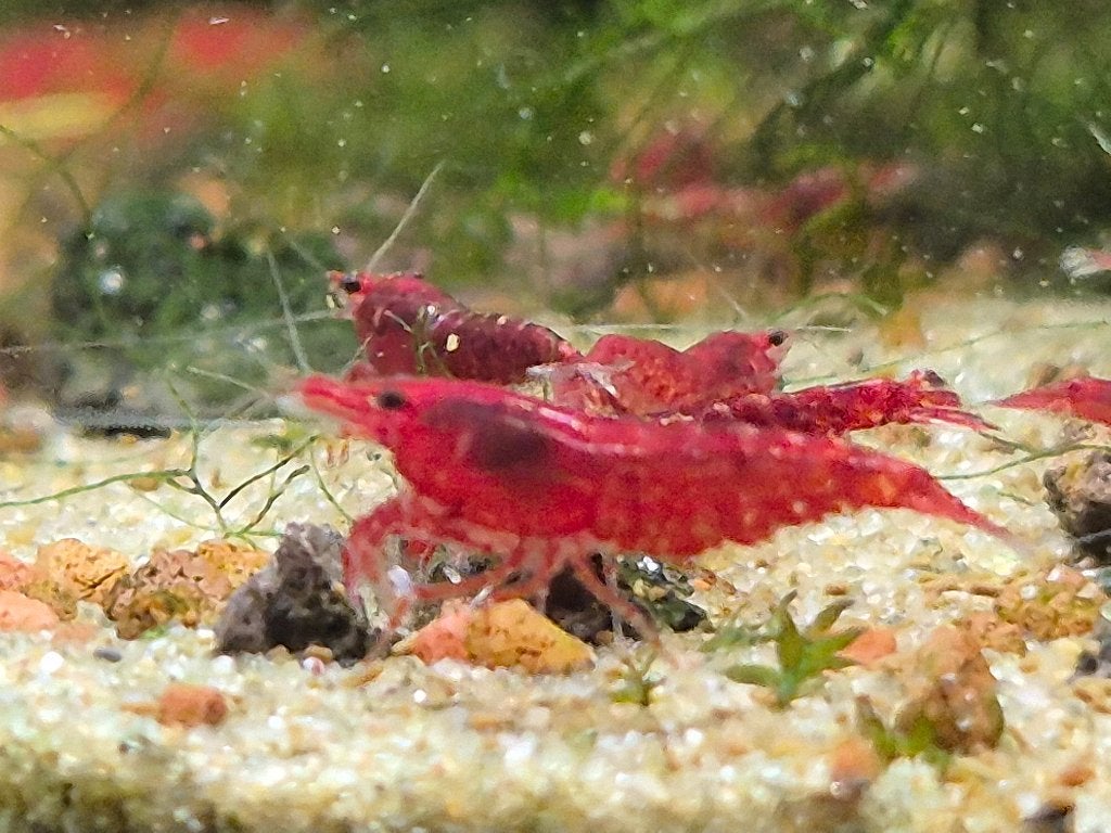 Rode Neocaridina garnalen – eigen kweek, Kreeft, Krab of Garnaal, Zoetwatervis, Schoolvis