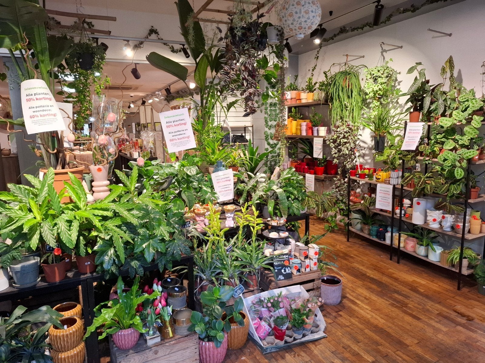 GROTE OPRUIMING!, Ophalen of Verzenden, Plantenzaak ANBRO, Plantenzaakanbro@hotmail.com, Langestraat 64