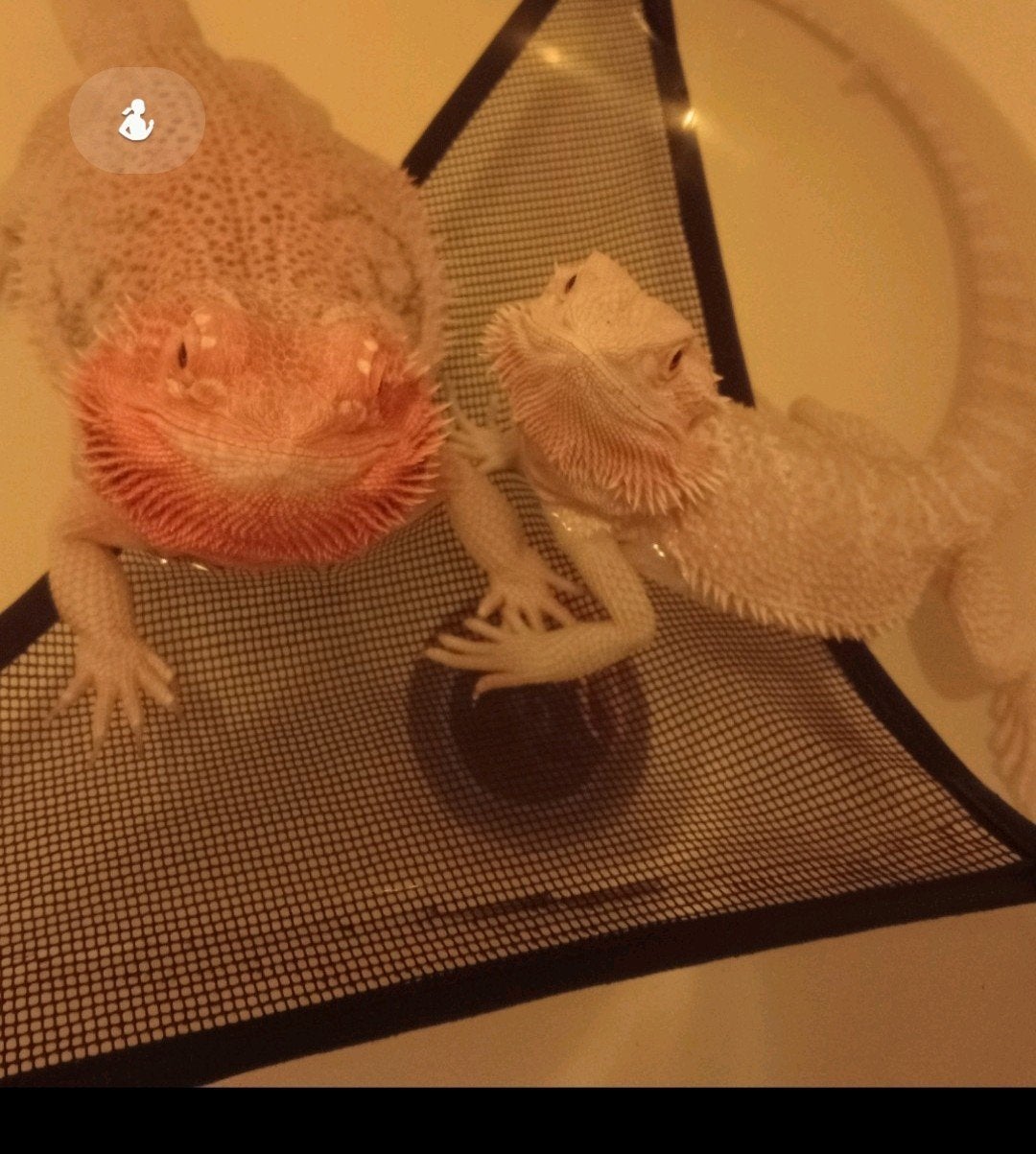 13 st jongen baardagaamen geboren 1 april Bearded Dragon - unknown for sale from MelanieB