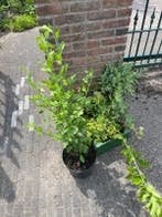 Hibicus, Ophalen, Overige soorten, Minder dan 100 cm