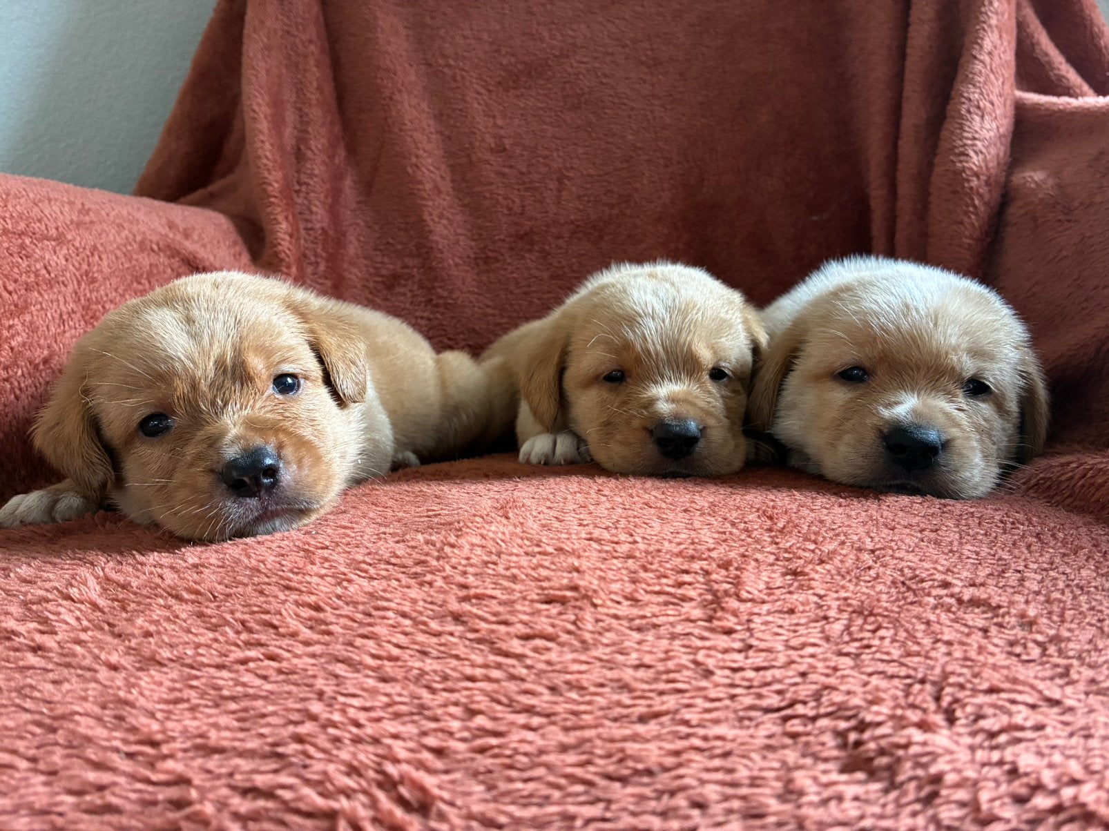 Prachtige Labrador x Nova Scotia duck tolling retriever, Overige rassen, 8 tot 15 weken, CDV (hondenziekte), Meerdere
