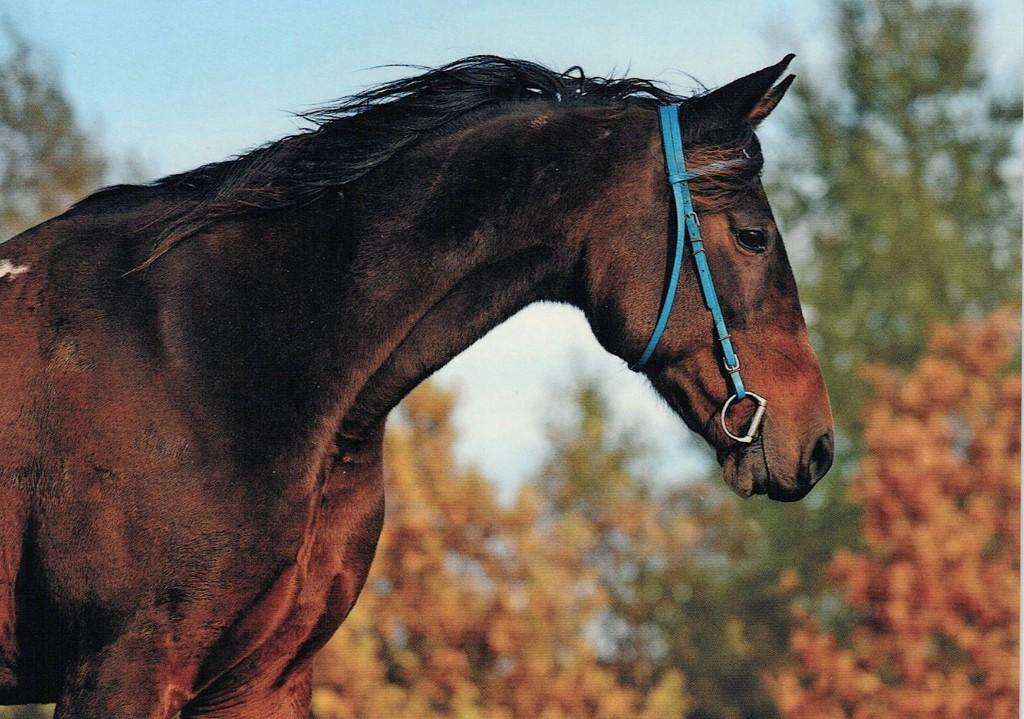 Paard  Klisma Flexi americky klusak 34, Verzenden, 1980 tot heden, Ongelopen, Paard