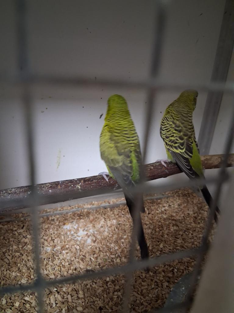 Vanavond geopend vele soorten vogels., Dieren en Toebehoren, Meerdere dieren, Parkiet