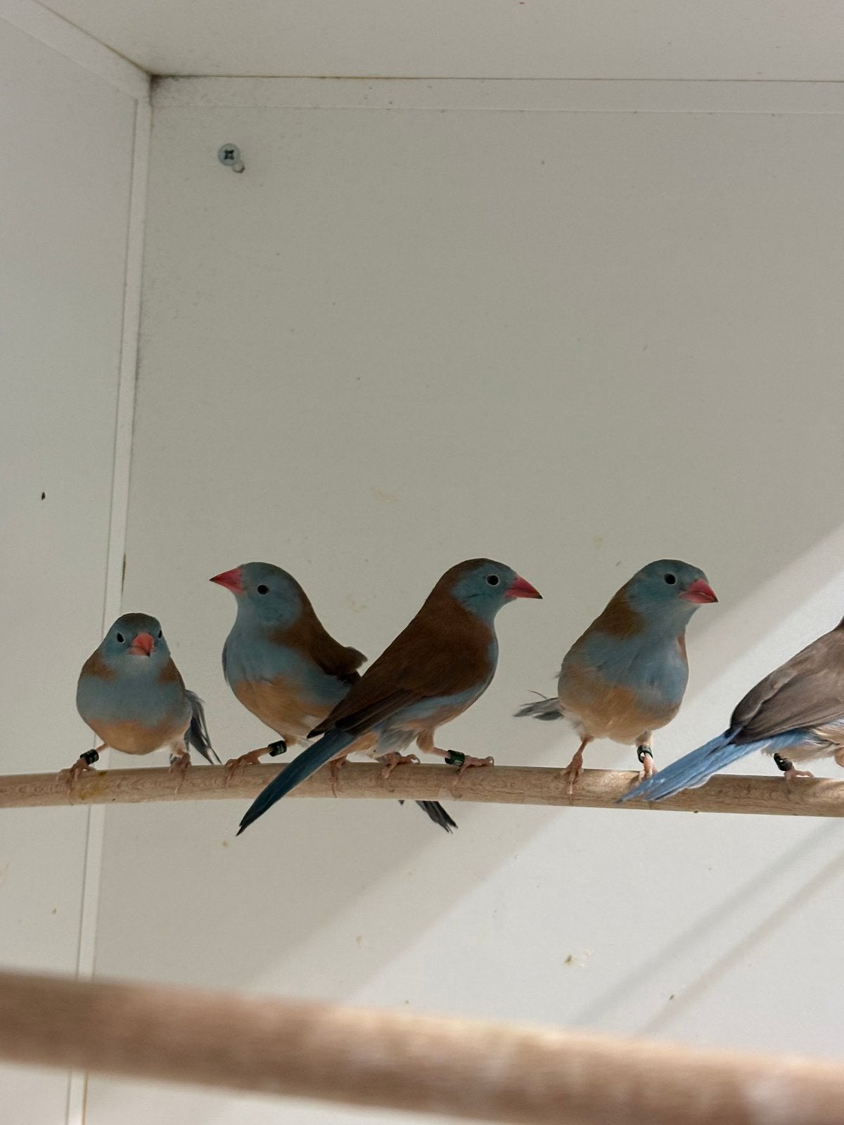 Blauwkop blauwfazanten, Meerdere dieren, Geringd