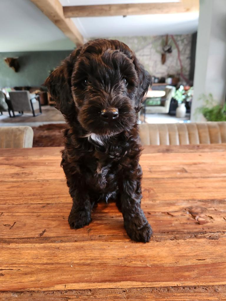 Hele mooie sheltiedoodle mini doodle labradoodle, Parvo, Overige rassen, 8 tot 15 weken, Meerdere