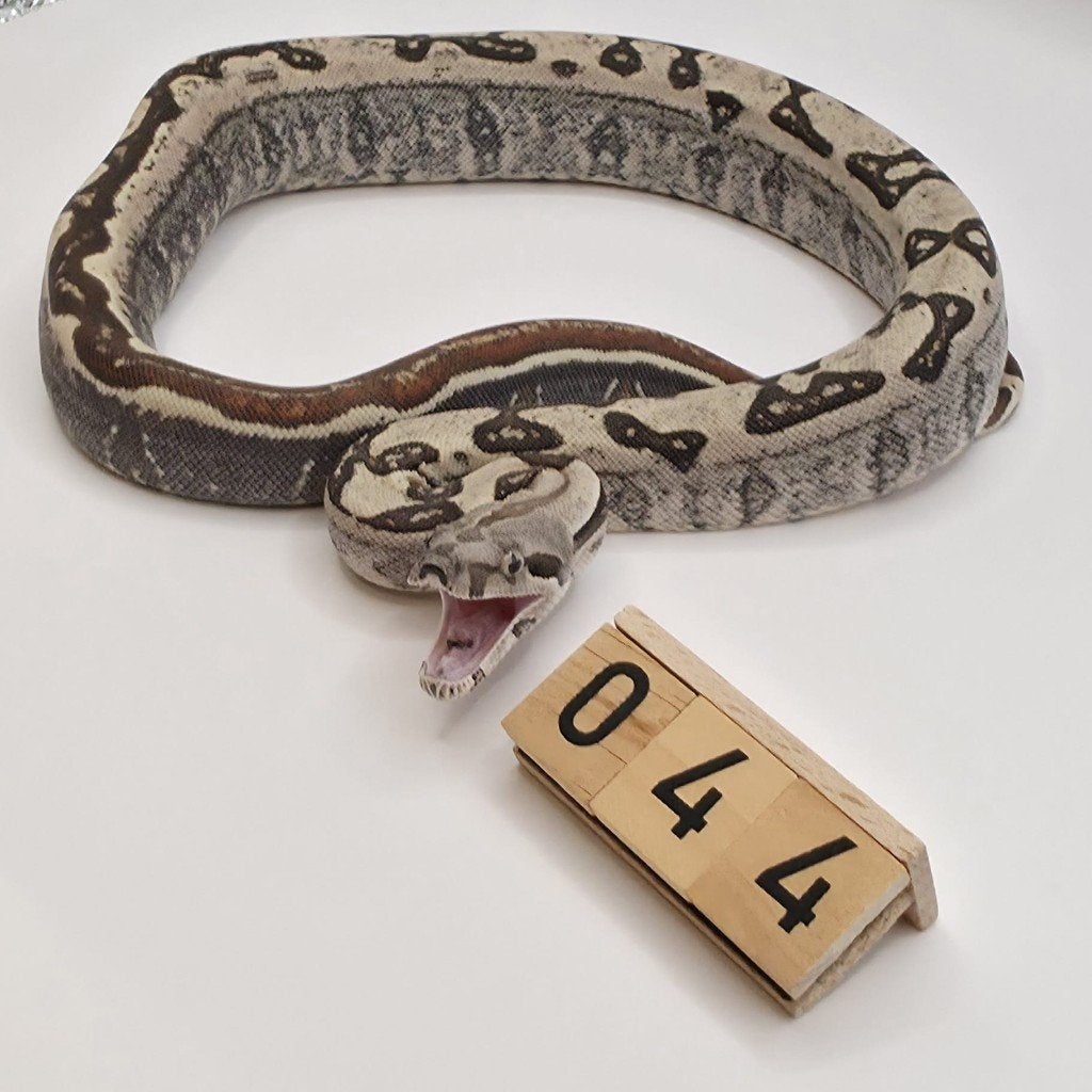 IMG Labyrinth Jungle 66% VPI boa imperator Boa Constrictor - female for sale from Mulder