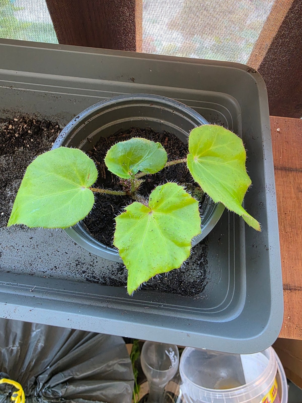 Begonia x ricinifolia stek, Huis en Inrichting, Kamerplanten, Ophalen of Verzenden, Halfschaduw, Minder dan 100 cm