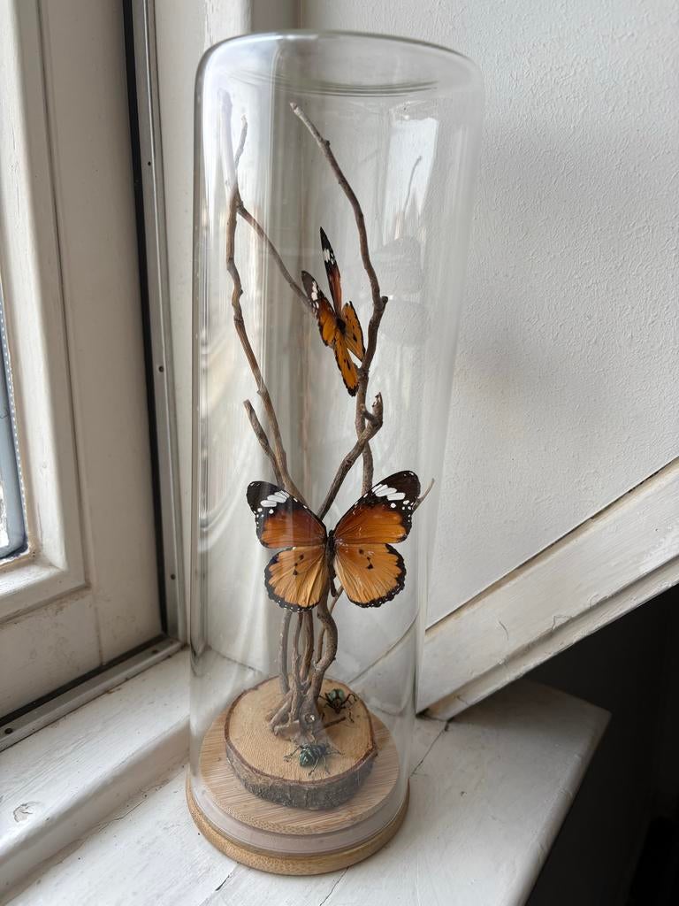 Vlinder en insecten in glazen stolp - Unieke decoratie, Ophalen of Verzenden, Zo goed als nieuw