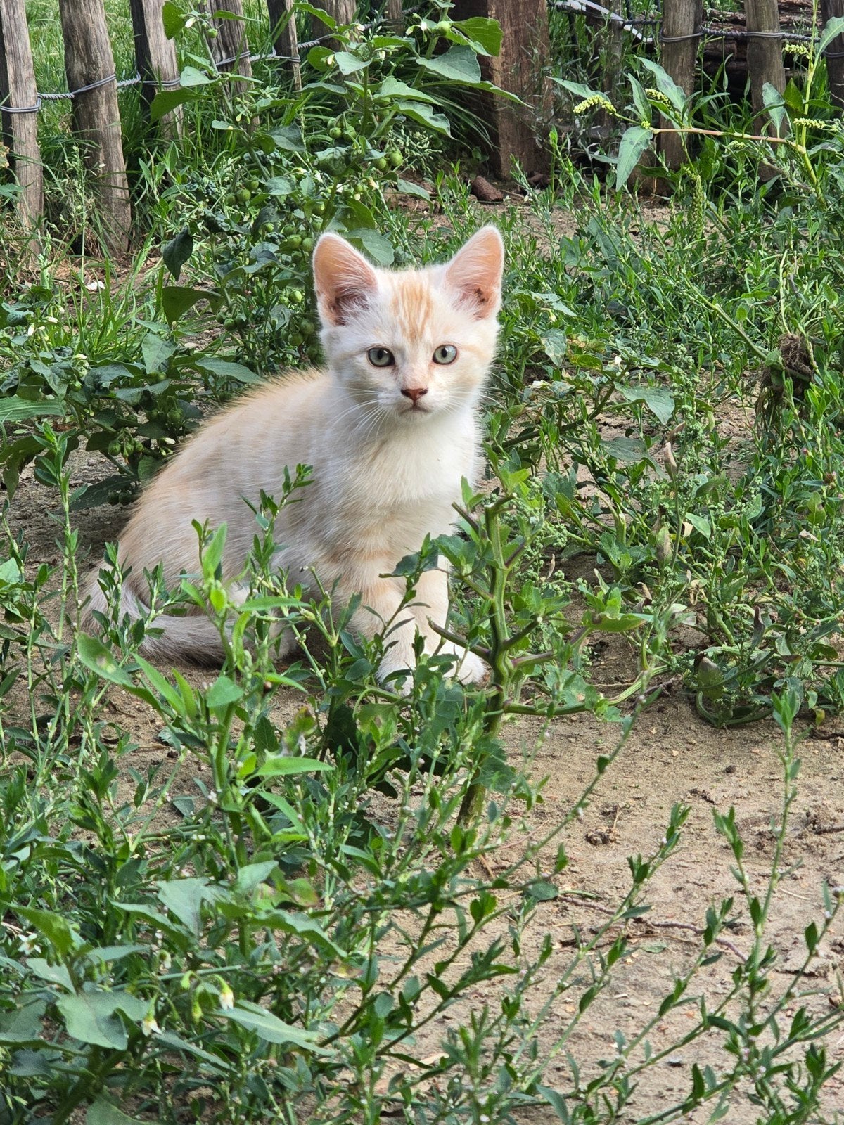 Lieve kruising zoekt een huisje, Dieren en Toebehoren, Kater, Langharig, 0 tot 2 jaar