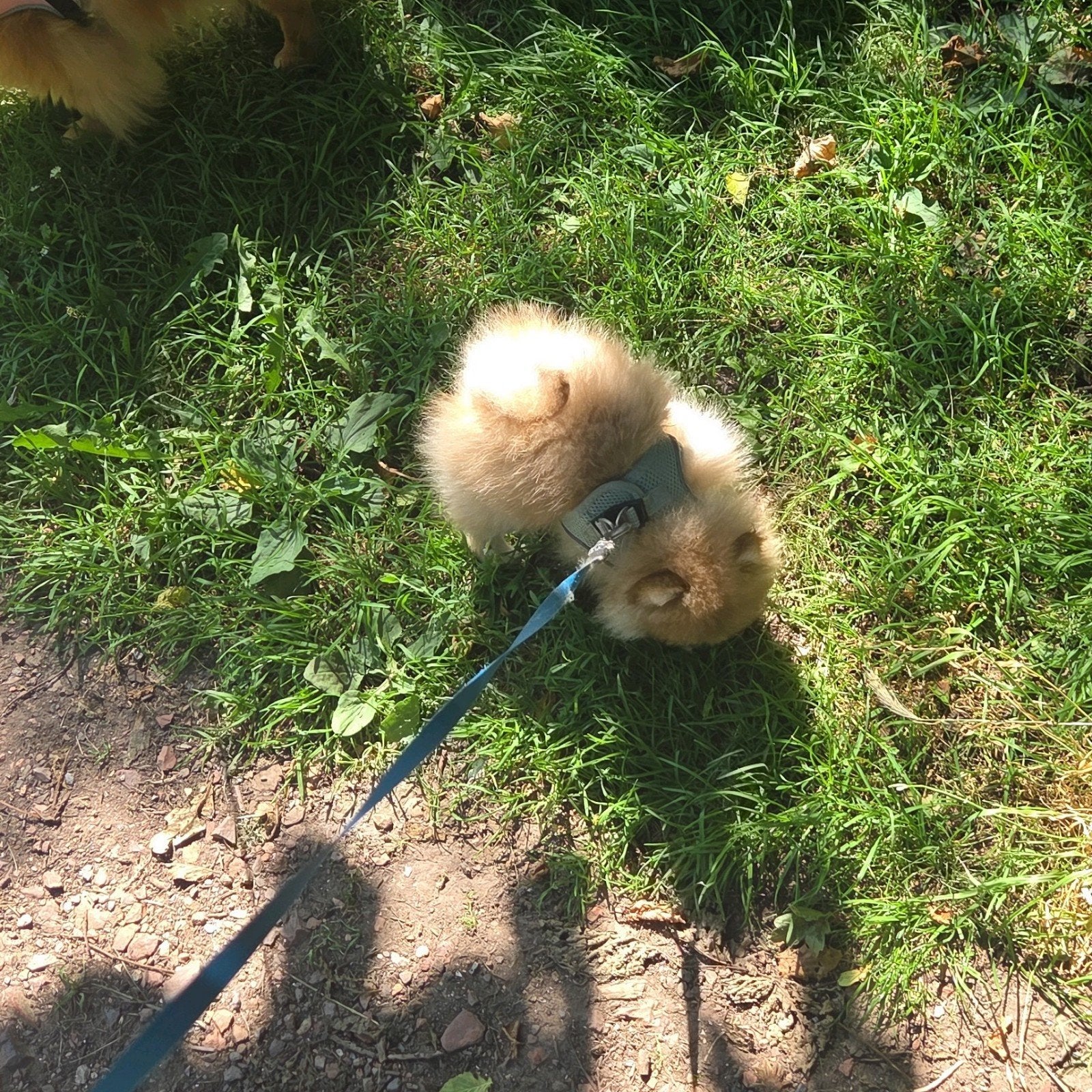Pomeriaan | pomeranian | dwergkees pup bearface teefje mini, Fokker | Hobbymatig, Keeshond, 15 weken tot 1 jaar, Buitenland