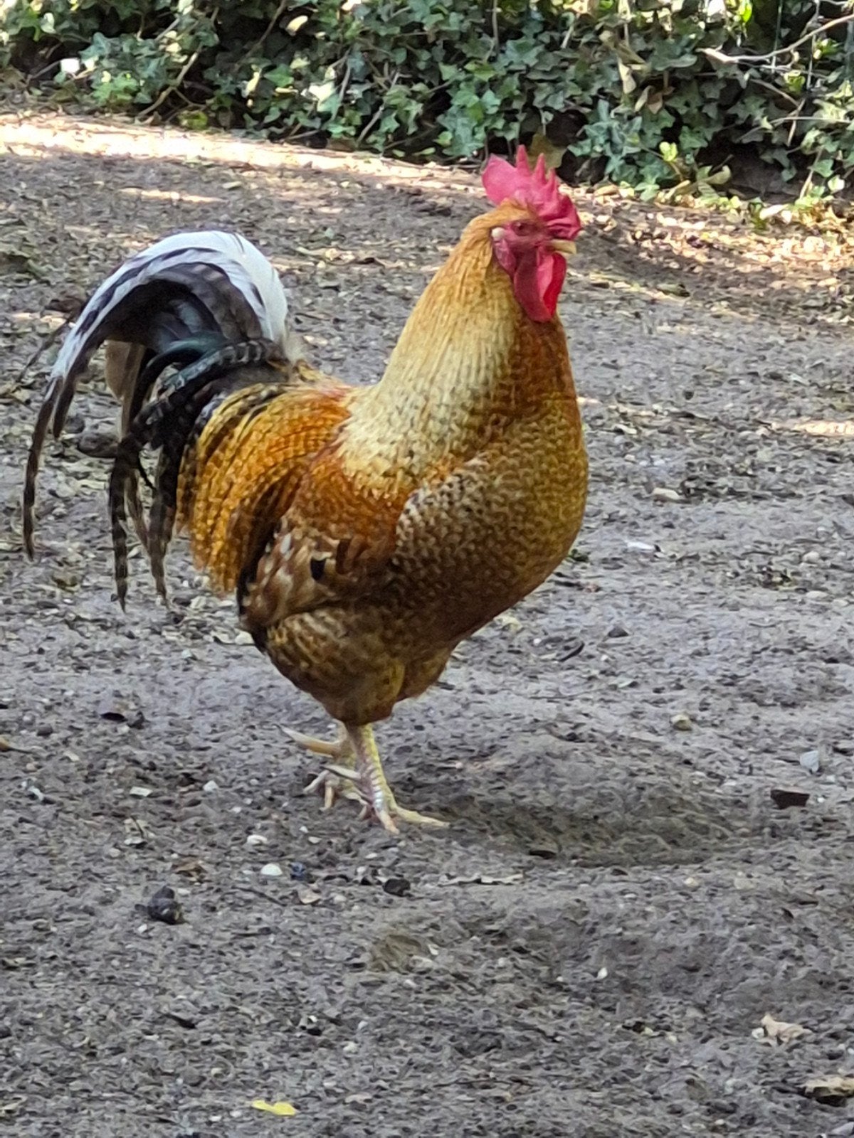 Grote haan