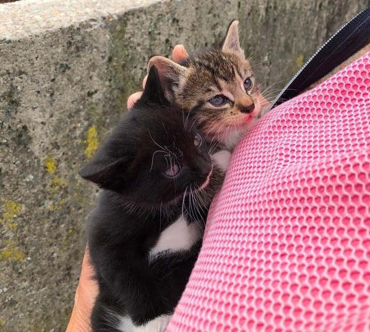 Super lieve katjes, Poes, Kortharig, 0 tot 2 jaar
