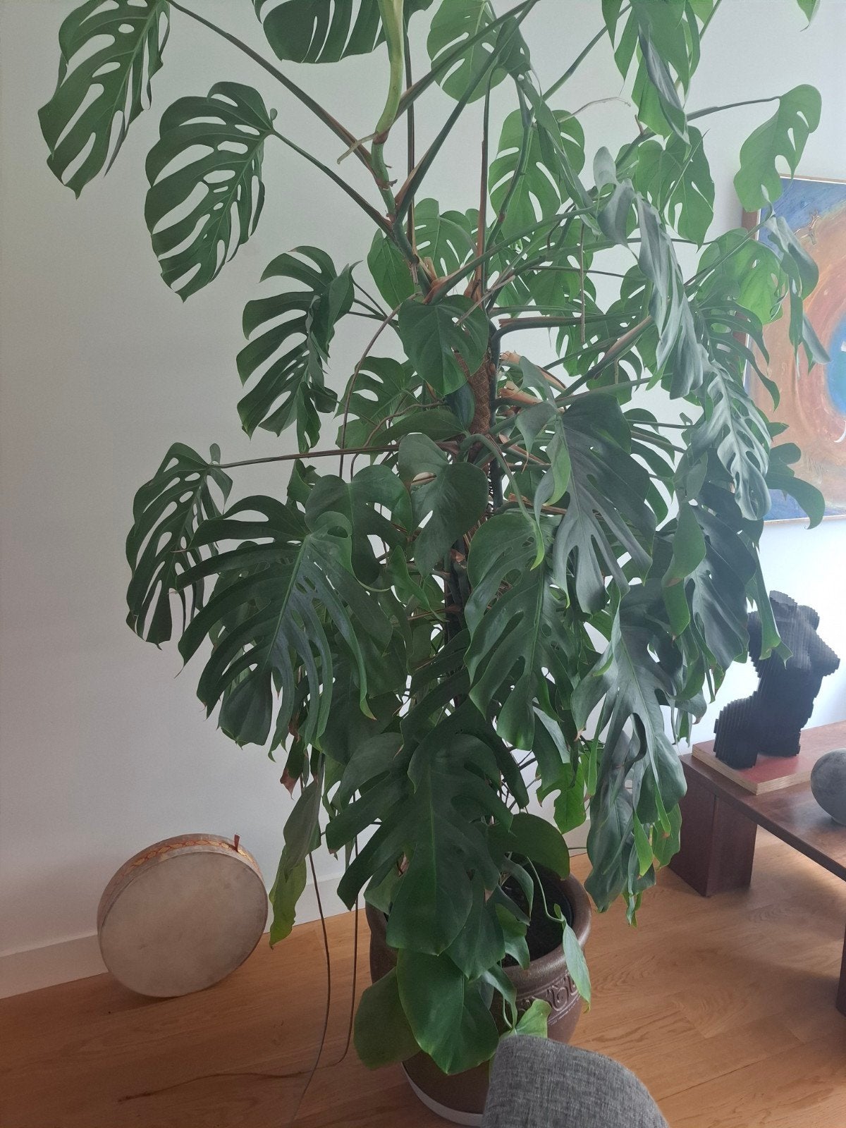 Grote en gezonde Monstera Deliciosa kamerplant, Ophalen, 200 cm of meer, Overige soorten, Halfschaduw