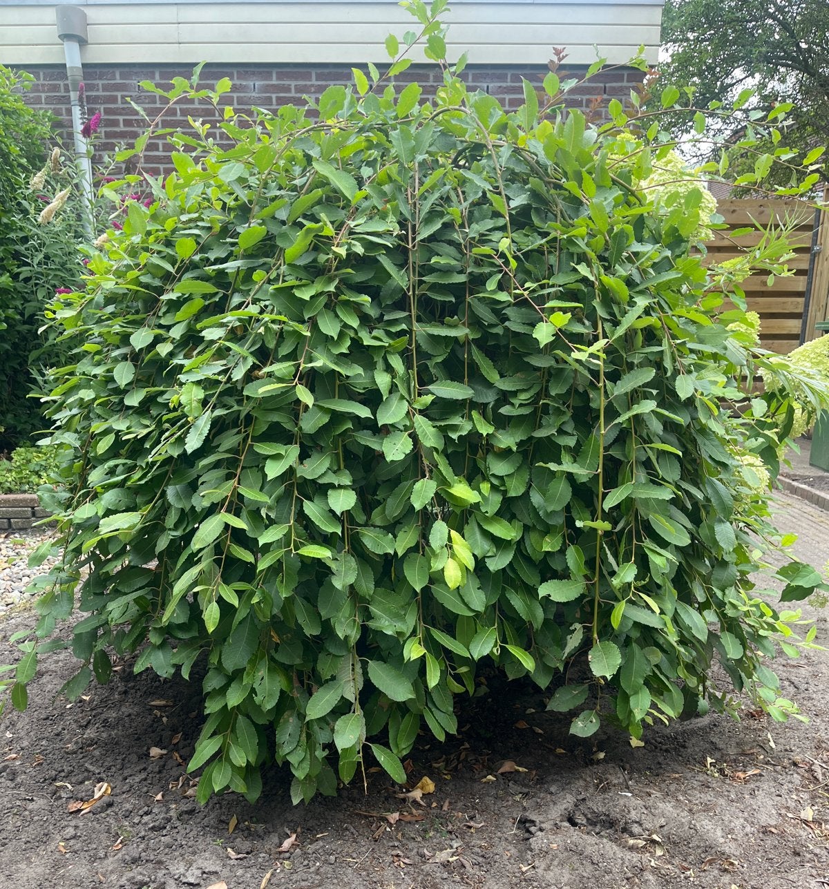 Treurwilg, Tuin en Terras, Planten | Tuinplanten, Volle zon, Vaste plant, Bloeit niet, Ophalen
