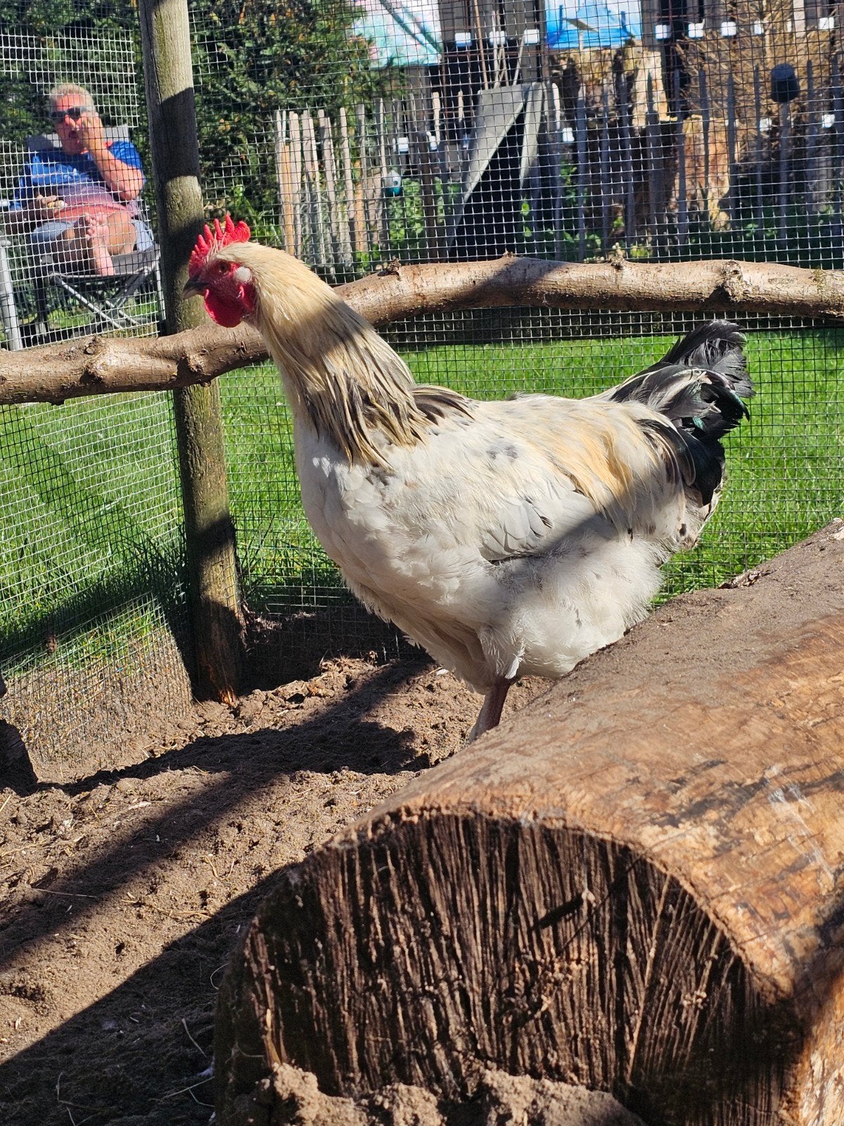 Twee hanen in Emlichheim, Mannelijk, Kip