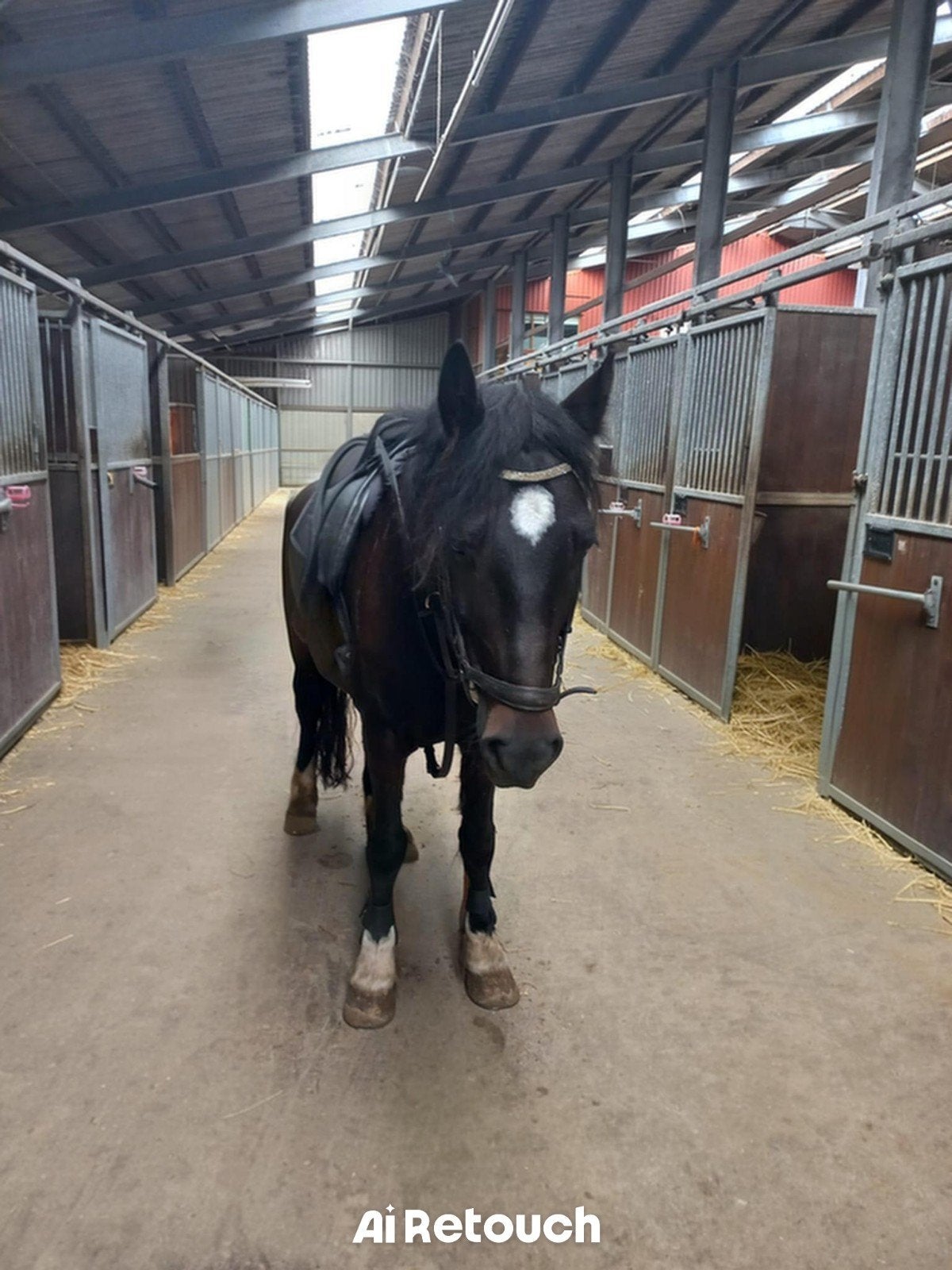 Verzorg pony gezocht, Dieren en Toebehoren, Vrouwelijk