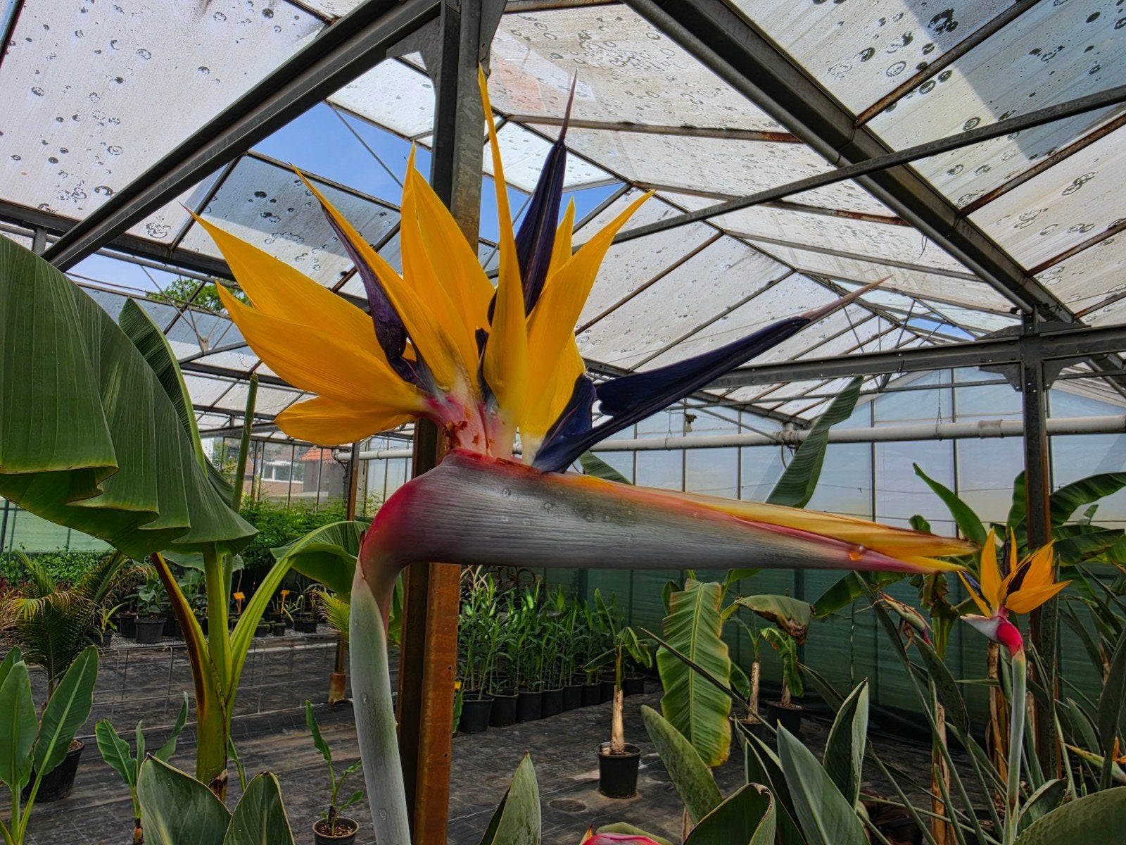 Strelitzia Mandela's gold, Ophalen, Overige soorten, Volle zon