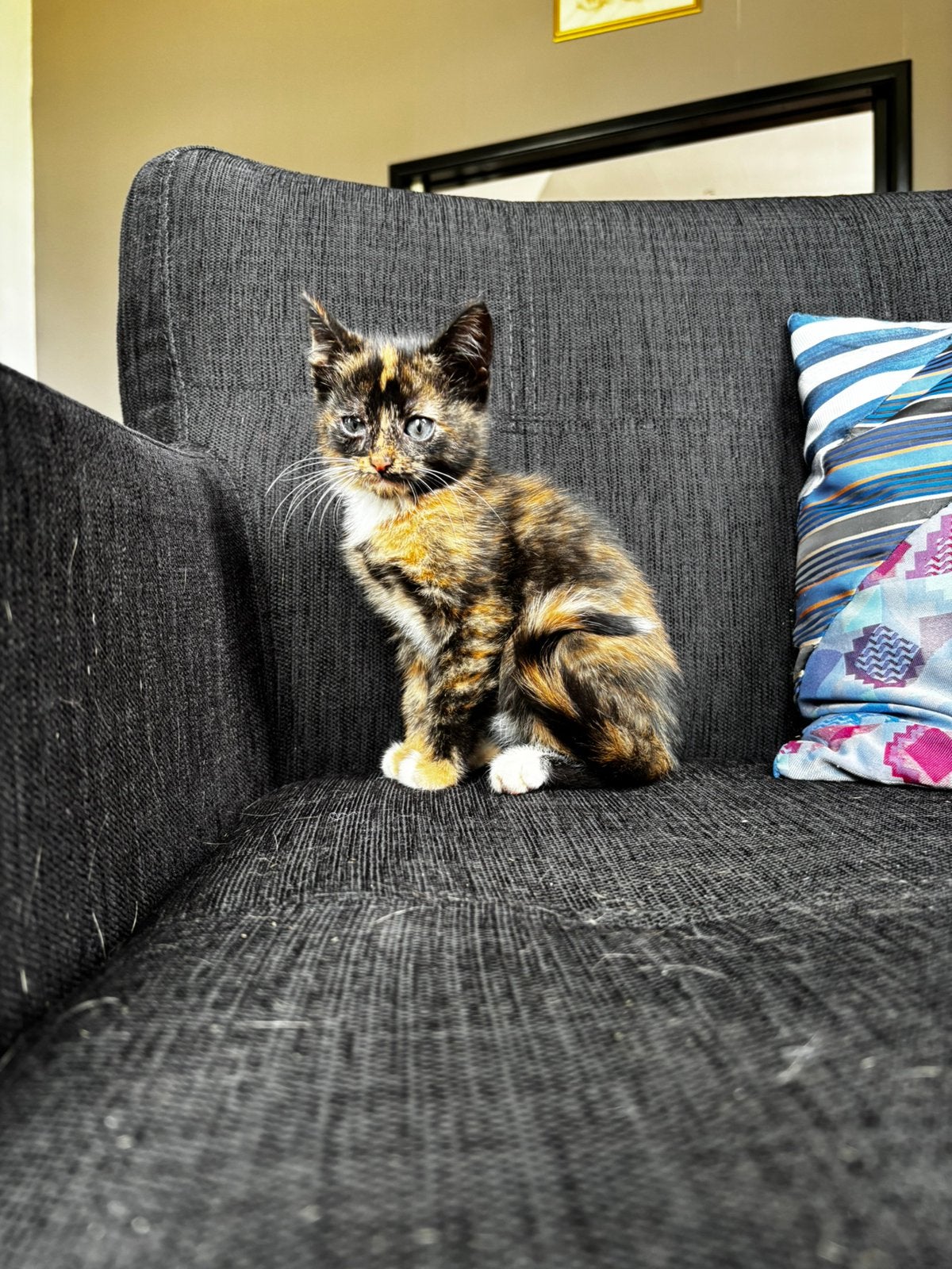 Lieve boerderij kittens te koop, Meerdere dieren, 0 tot 2 jaar