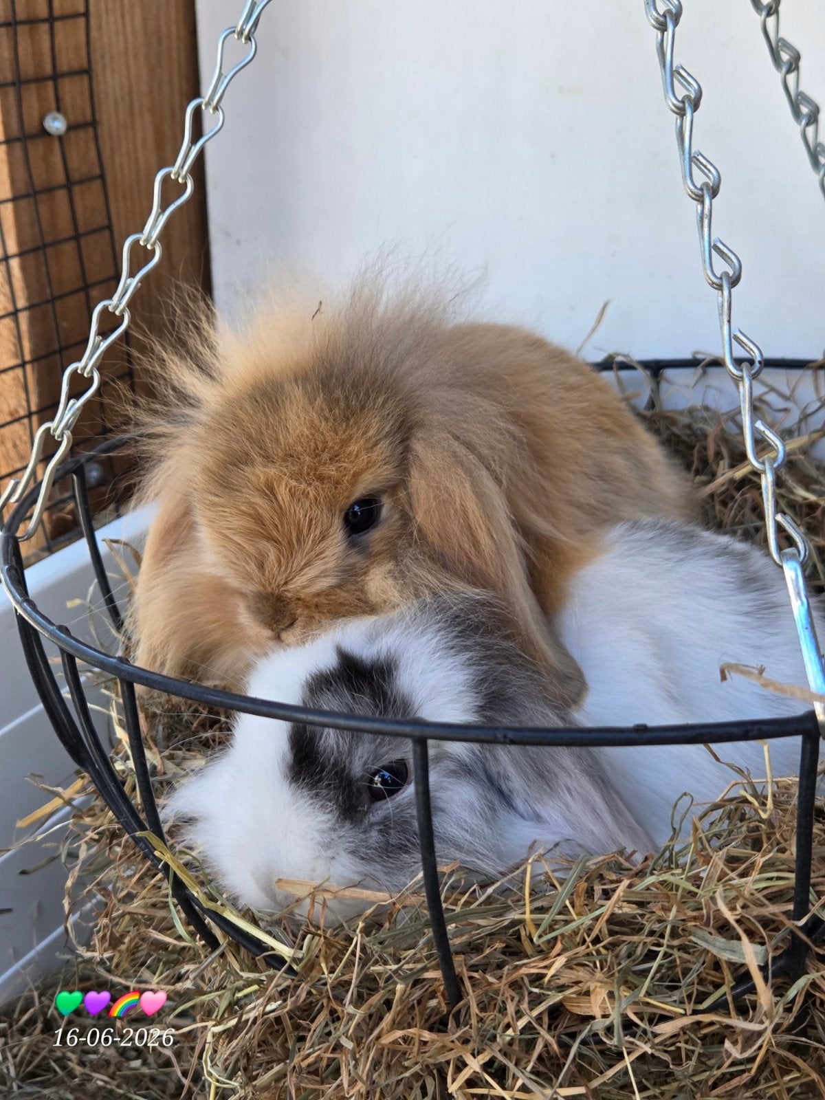 Baby konijntjes minilop nhd hangoortjes, Dieren en Toebehoren, Konijnen, Meerdere dieren, Dwerg