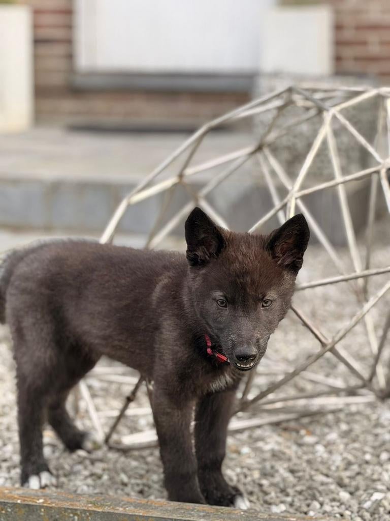 Tsjecho-slowaakse x wolfhond reutjes, België, Particulier, 8 tot 15 weken, Parvo