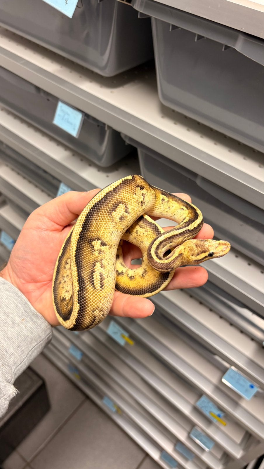 Ball python stranger fire yellowbelly 100% clown Ball Python photo 2
