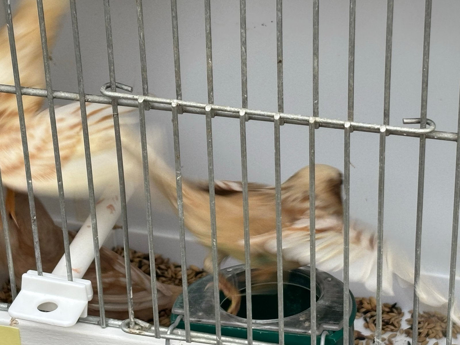 Bonte en mutatie huismussen, Meerdere dieren, Geringd