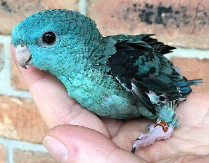 Gezocht: Handtamme Turquoise Catharina Parkiet Man 2026, Mannelijk, Dwergpapegaai of Agapornis, Geringd