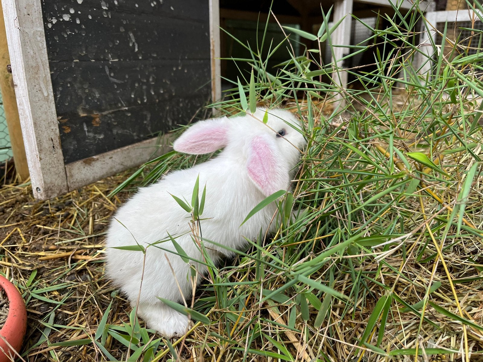 Franse hangoor baby, Geslacht onbekend, Groot, Hangoor